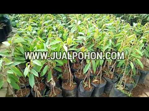 Bangun Kebun Durian Unggul dengan Bibit Musang King Kaki 3 Berkualitas!