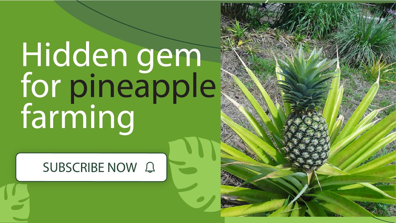 Pineapple Farming shortsfeed evergreenhits everyone Expert Tips for