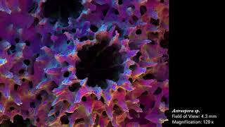 Electron Micrographs 1 Naturedesign Triennial