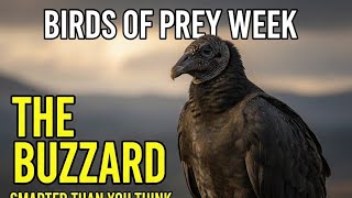 Why Buzzards are Actually Smarter Than You Think