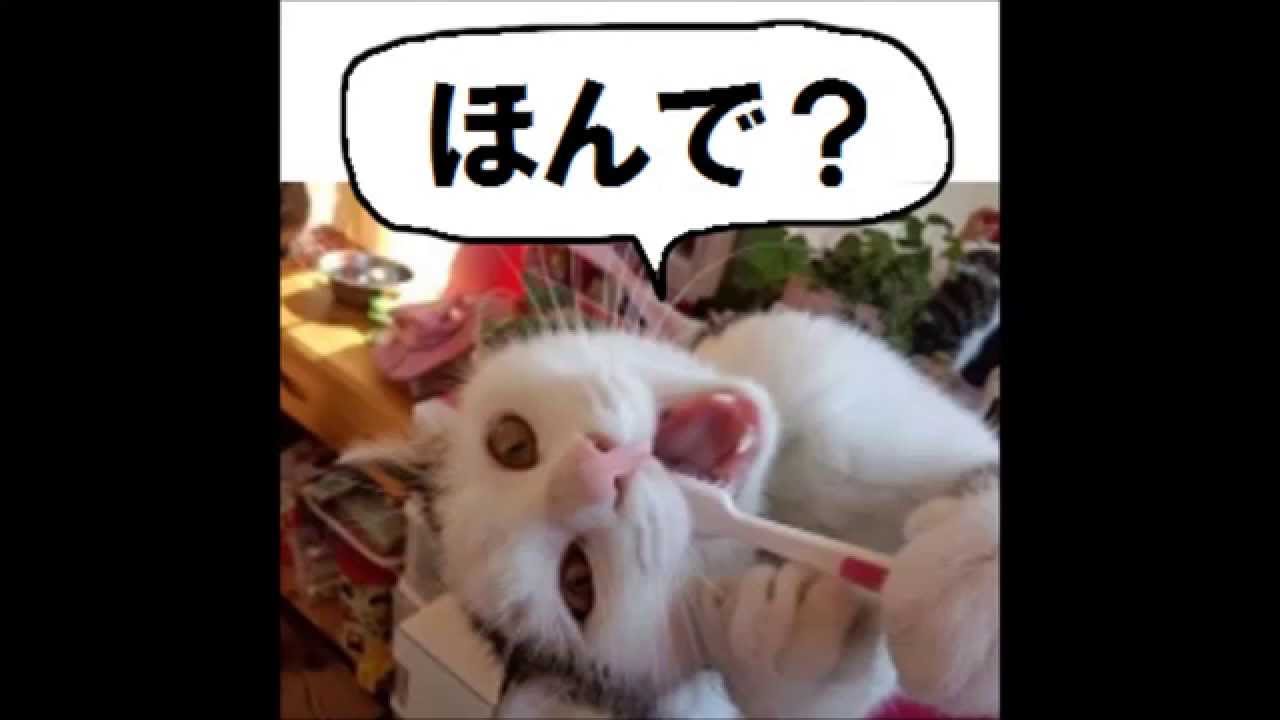 無料lineスタンプ集かわいい動物編vol 1 Youtube