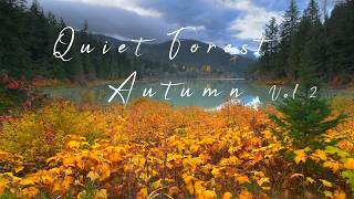 Quiet Forest  |  Fall image gallery vol 2  2026 screenshot 5