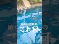 プールにこれいるの聞いてないんだけど😱大自然すぎるプーケット旅行のvlog