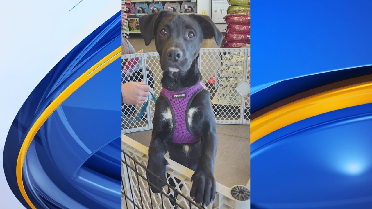 Cross My Paws Animal Rescue seeks donations from the community YouTube