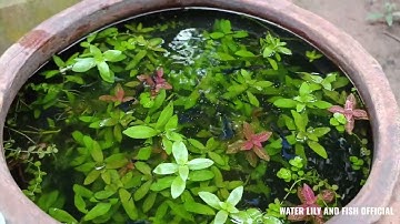 CHO CÁ BẢY MÀU HB BLUE ĂN CÁM THÁI INVE 3/5 NUÔI TRONG LU SÀNH