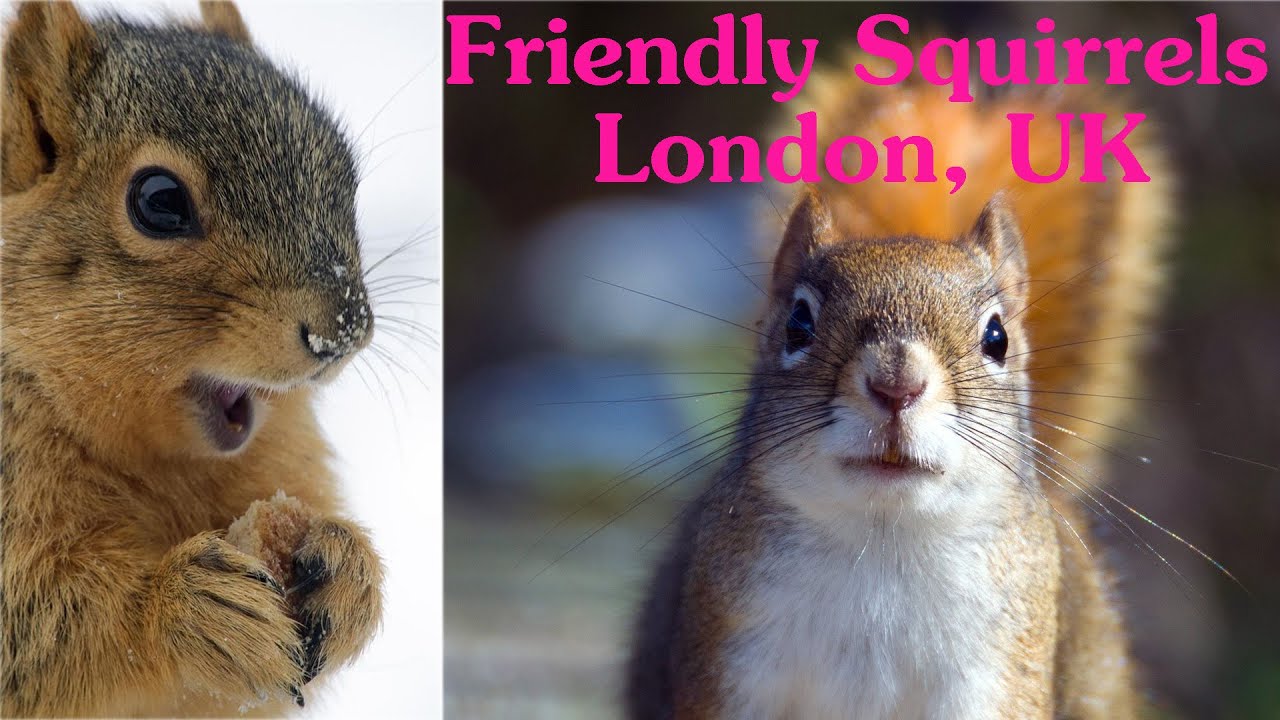 How to feed Hungry Squirrels in London กระรอกในลอนดอน อ้วนพุงพลุ้ย