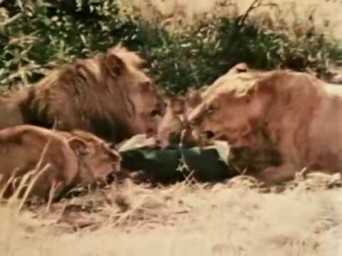 lion eats man safari video