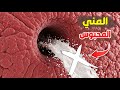 ماذا يحدث لجسم الرجل عندما لا يخرج المني 