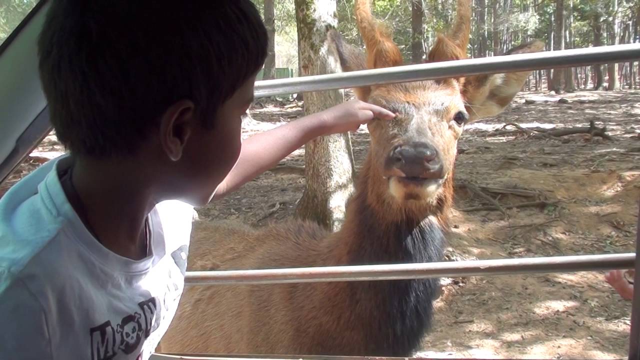 Awesome Wild Animal Safari Pine Mountain Atlanta Georgia YouTube Awesome wild animal safari pine mountain atlanta georgia youtube