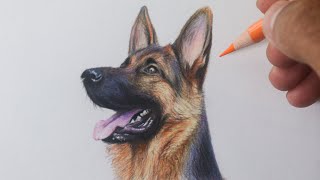 How to draw a German Shepherd dog STEP BY STEP narrated screenshot 4