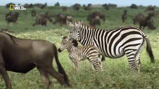 Дикая Серенгети. Новый Документальный фильм про животных Африки.