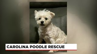 Four Legged Friends: Maggie Mae