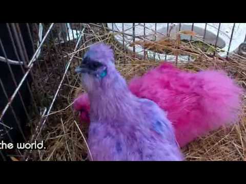 Silkie Chicken Colors Chart