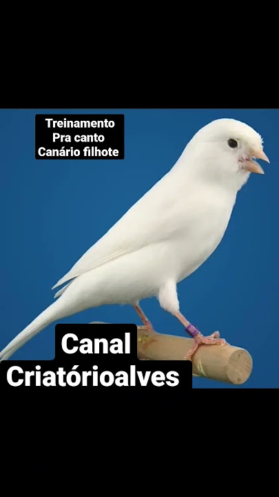 Treinamento pra canto canário belga filhote