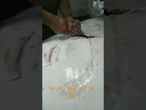 معجزة داخل سمك الراية اكتشفوا معنا قريبا انشاء الله