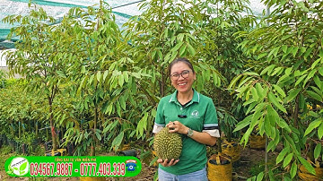 4 loại sầu riêng lỡ trồng rút ngắn thời gian ra trái