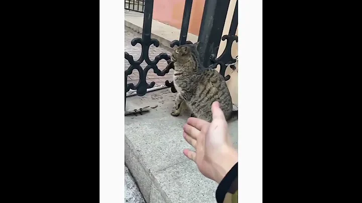 Watch the video about Cute And Funny Cats Videos Compilation | CUTE Cats #Cats 🐱🥰