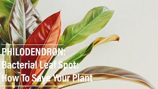 Philodendron: Bacterial Leaf Spot | How To Treat It & Save Your Plant screenshot 1