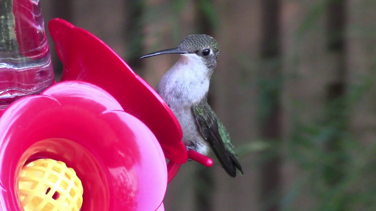 Hummingbird Vocalizations And Sounds YouTube