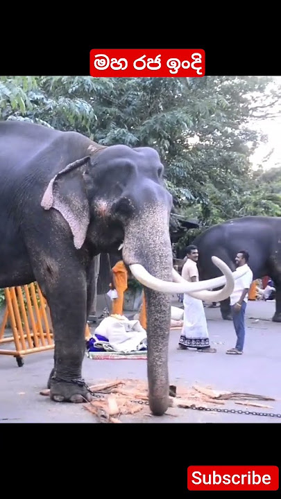 ඳළඳා වැඩුමට සැරසෙද ඉංදි රාජා #elephant #animals #viralvideo #shorts