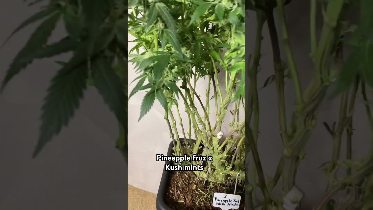 Pineapple fruz x Kush mints 