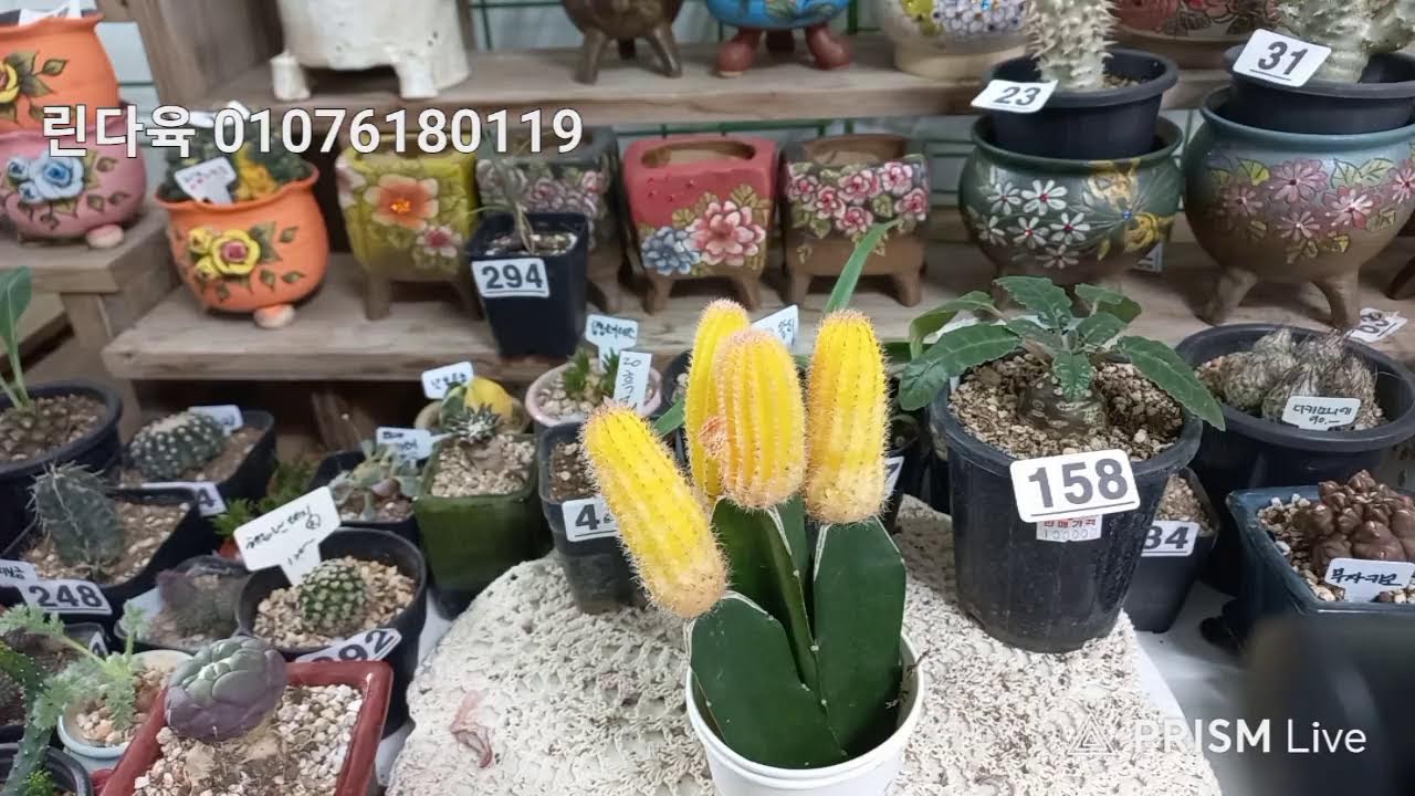 린 다육 라이브 방송