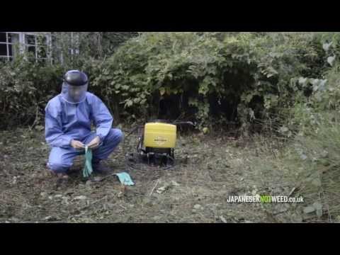 Video: Kontrol Knotweed: Cara Membunuh Knotweed