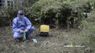 Herbicide Treatment of Japanese Knotweed