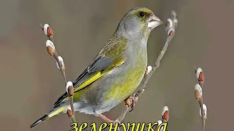Певчие птицы вокруг нас