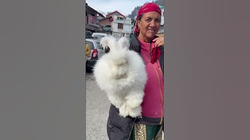 Rabbit at Manali ! #winter #himachalpradesh #india #animals #explore