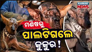 ମଣଷର ପଲଟଗଲ କକର Special Report On Human Dog Truth Behind Tocos Viral Video