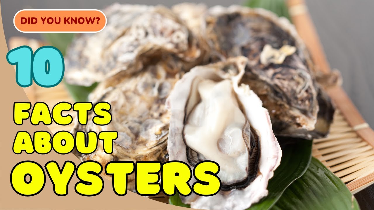 10 Amazing Facts About Oysters You Didn’t Know! 🦪