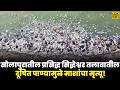 सोलापुरातील प्रसिद्ध सिद्धेश्वर तलावातील दूषित पाण्यामुळे माशांचा मृत्यू...!