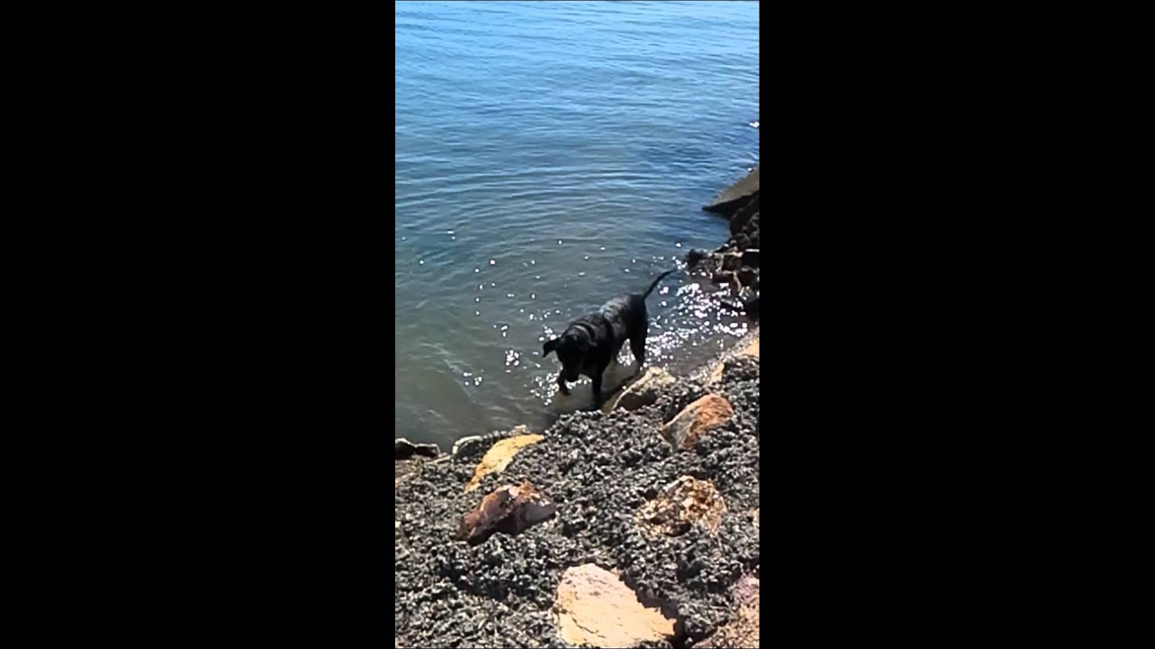 camera iphone 8 plus apk Happy swimming dog