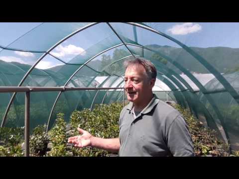 Video: Osmanthus Tea Olive Care - Suggerimenti per la coltivazione di piante di Osmanthus