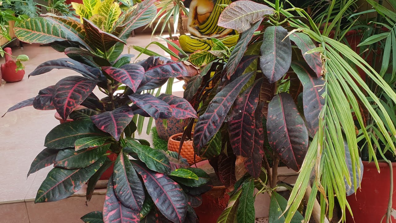 Repotting my Rootbound Croton Showing Symptoms of Rootbound Plant