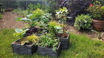 Shade Container Plants - Repurposing Plants