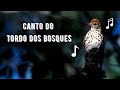 Canto Do Tordo Dos Bosques Wood Thrush Singing Hylocichla Mustelina Mp3 - Mp4 Download