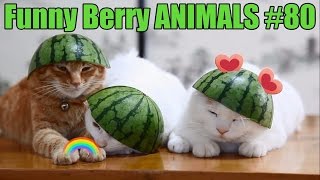 Сharming kittens of August 2016 | Funny Berry Animals #80 by Funny Berry Animals 26,663 views 7 years ago 5 minutes, 24 seconds