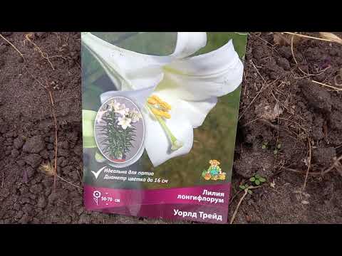 Осень, эвакуация лилии домой.Часть 1