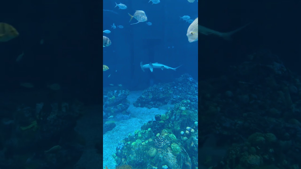 POV: Inside EPCOT’s Giant Hidden Aquarium 🐠🌊
