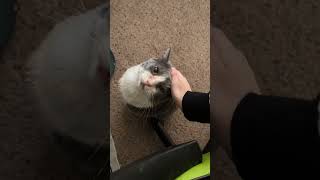 @angelsfurbabies: Gavin’s daily petting session 🥹 #cat  #catlover #kitty