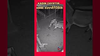 Anneler Kuvvetlidir Ahırı Yıkıp Yavrusunu Kurtardı A Mothers Power. Ğa