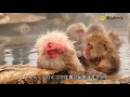 【#まとまると強い】桃太郎コーポレーション サル編 30s