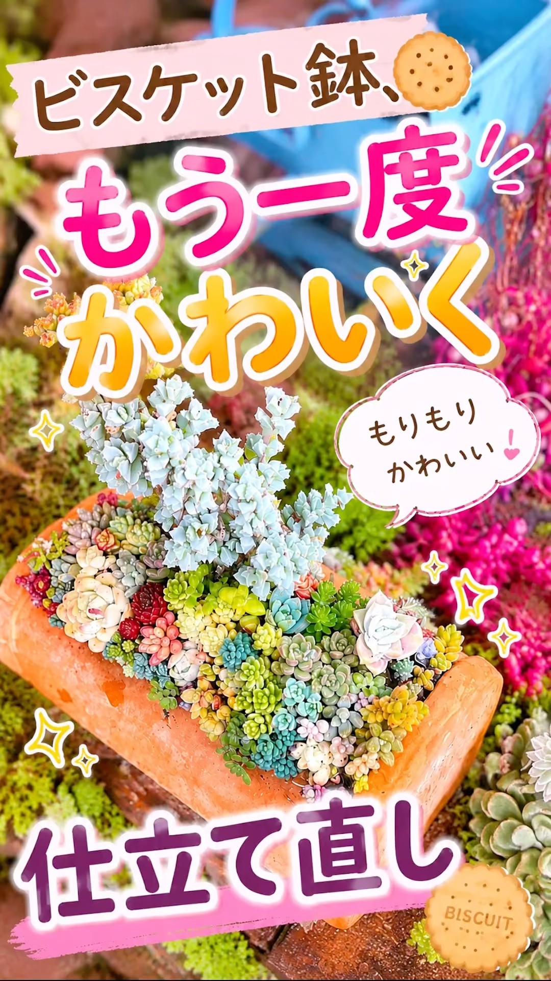 ビスケット鉢をもう一度かわいく仕立て直し🍪💕 #多肉寄せ植え #多肉