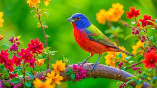 🐦 Bird Sounds for Sleep with Soft Rain 🌿 Peaceful Nature Background screenshot 1