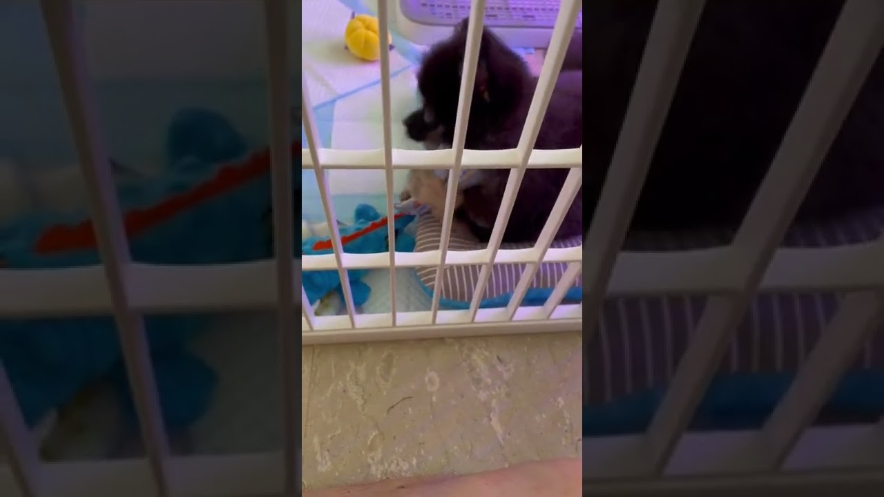 Why Pomeranian Puppies Dislike To Wear Collars YouTube