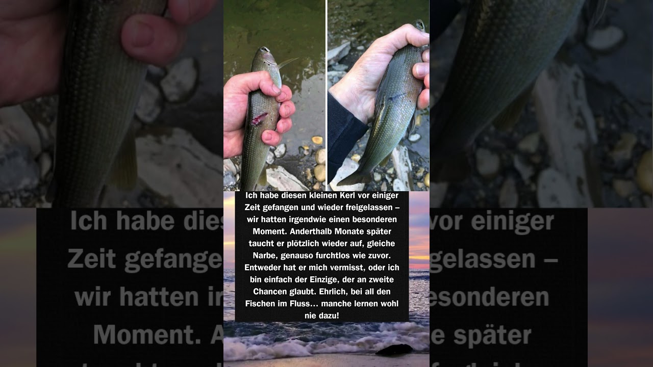 Dieser Fisch kam wirklich zurück… Unglaubliche zweite Chance! 🐟 