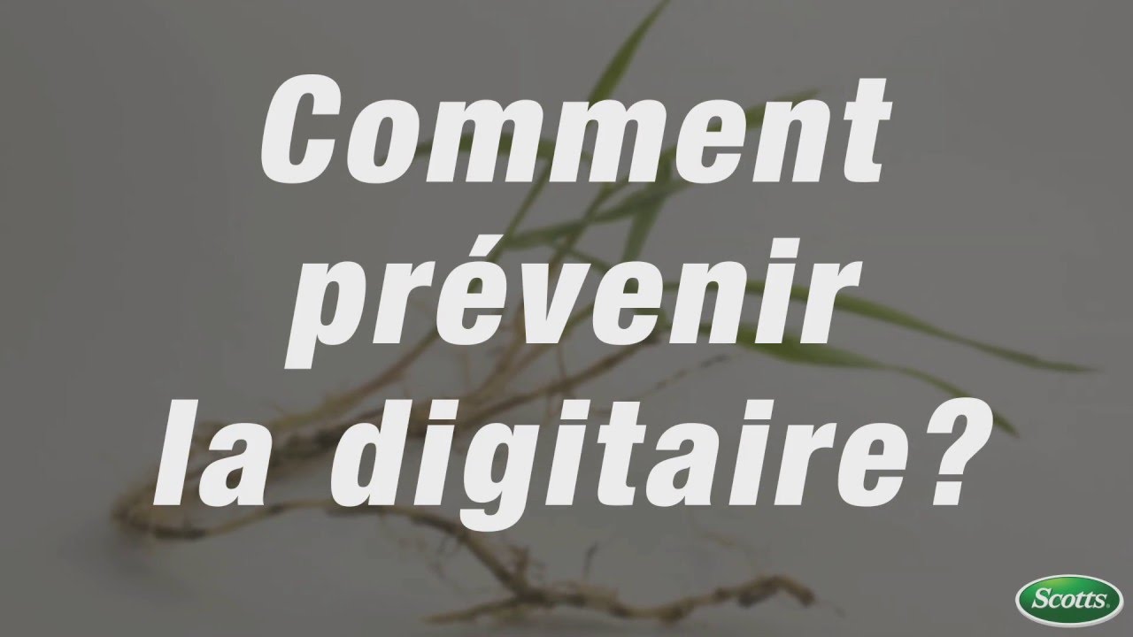 Comment prévenir la digitaire | Scotts - YouTube