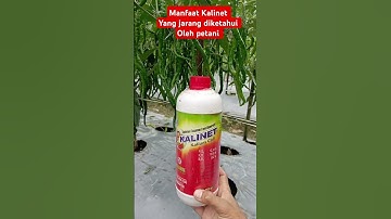 Manfaat Kalinet voor cabe #petanimilenial #cabeunggul #kalinet